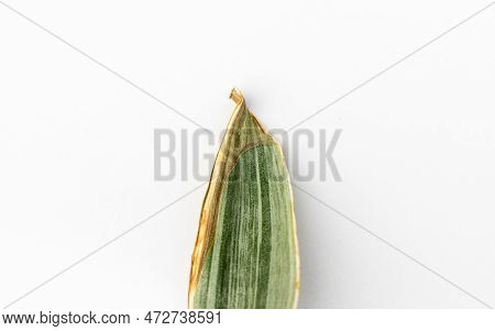 Dry Tip Of A Sansevieria Trifasciata Bantels Sensation Snake Plant Leaf