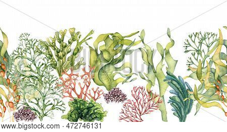 Seamless Banner Of Colorful Sea Plants Watercolor Illustration Isolated On White.