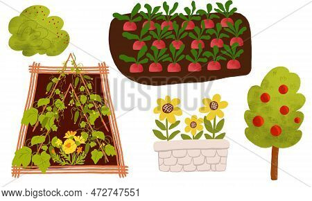 Gardening Isolated Element Set. Vegetable Bed, Sunflowers In Pot, Bush, Apple Tree Watercolor Illust