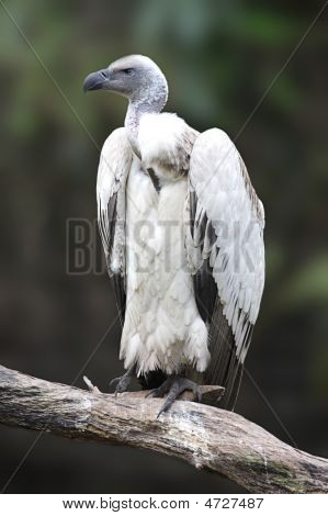 Grifone del capo (gyps Coprotheres)