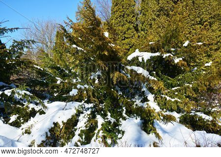 Yew Covered Snow After Snowfall May Cause Winter Damage For Yew Branches.  English Yew Branches Cove