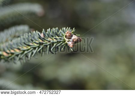 Blue Spanish Fir Branch In The Spring