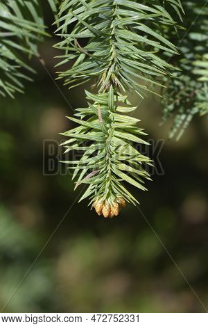 Taiwan Coffin Fir Branch With Flowers In The Spring
