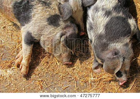 Turopolje svin (Turopolje Schwein) - europæiske svin hviler på jorden