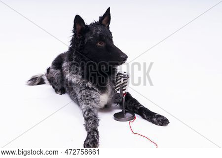 Mudi Dog With Microphone On White Studio Background