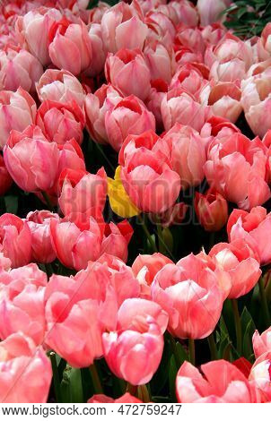 Big Bright Pink Tulips Close-up At Goztepe Park During The Annual Tulip Festival In Istanbul, Turkey