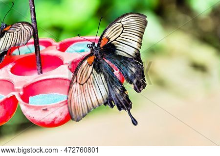 Beautiful Papilio Memnon Butterfly On Green Leaves.lepidopteron