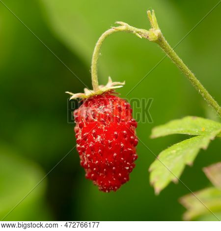 Red Fragaria Or Wild Strawberry. Growing Organic Wild Strawberry. Ripe Berry In Fruit Garden. Close-