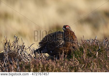 Red Grouse (lagopus Lagopus) On A Grouse Moor In The Highlands Of Scotland, United Kingdom.