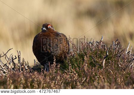Red Grouse (lagopus Lagopus) On A Grouse Moor In The Highlands Of Scotland, United Kingdom.