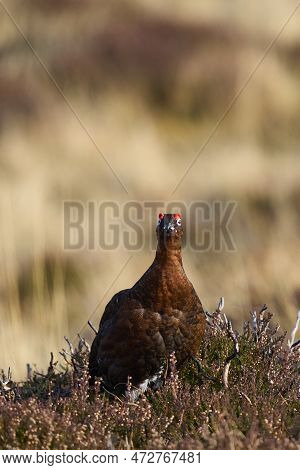 Red Grouse (lagopus Lagopus) On A Grouse Moor In The Highlands Of Scotland, United Kingdom.