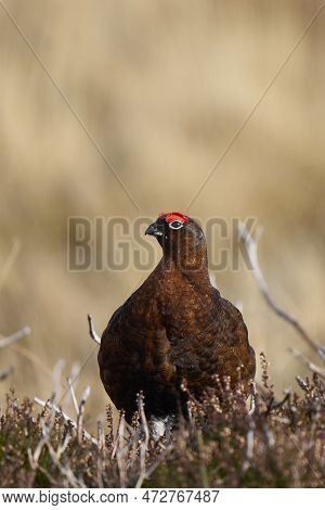 Red Grouse (lagopus Lagopus) On A Grouse Moor In The Highlands Of Scotland, United Kingdom.