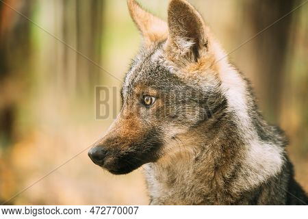 Funny Curious Young Puppy Gray Wolf. Close Up Portrait Of Cub Wolf, Canis Lupus, Gray Wolf, Grey Wol