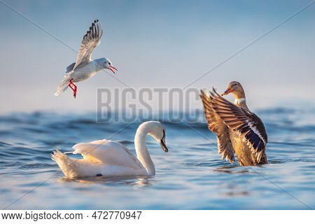 Seagulls, Swans, Water Ducks Floating In A Sea Water At Sunrise