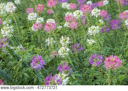 The Flowers In The Garden Tarenaya Hassleriana