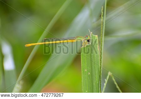 Dragonfly Sitting On A Stick, Red Dragonfly Sitting On Dry Tree Stick, Dragonfly Sitting On Stick In