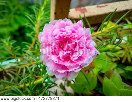 Beautiful Pink Grass Flower On Green Grass Close-up Shot. Blooming Rose Flower. Summer Blossom. Love