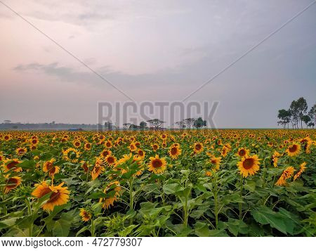 Sunflower Fields And Village, Shot Of A Sunflower Field In The Summer, An Image Of A Field Of Sunflo