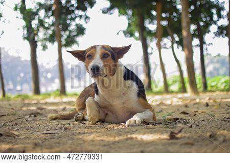 Street Dog Sitting On The Dirt Portrait Landscape Photo. Cute Dog Close-up Photo With A Blurry Backg