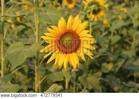 Beautiful Sunflower On A Sunny Day With A Natural Background. Sunflower Blooming Close-up Photo. Sun