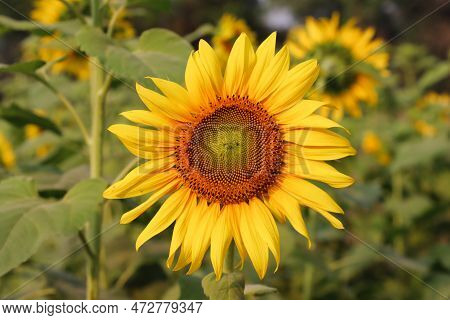 Yellow Sunflower With Leaves Close-up Photo. Beautiful Sunflower On A Sunny Day. Sunflower Blooming 