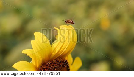 Honey Bee Flying On A Sunflower Close-up Shot. Honey Bee Collecting Pollen And Nectar From A Sunflow