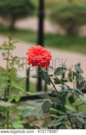Red Rose Blooming In A Garden. Green Tree With A Single Red Rose Flower. Beautiful Rose Flower Close