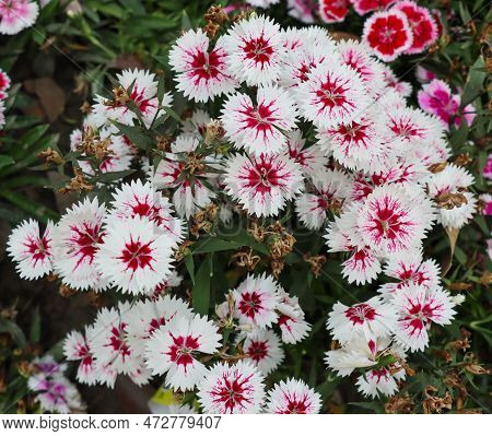 White And Red Color Dianthus Flower With Dead Buds. White Sweet William Flower With Red Shade On A N
