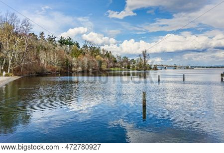 Trres Along Lake Washington In Seattle. It Is Early Spring.