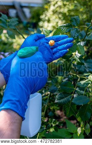 Treatment In The Garden Of Young Shoots Of Roses From Aphids, Whiteflies And Insect Pests