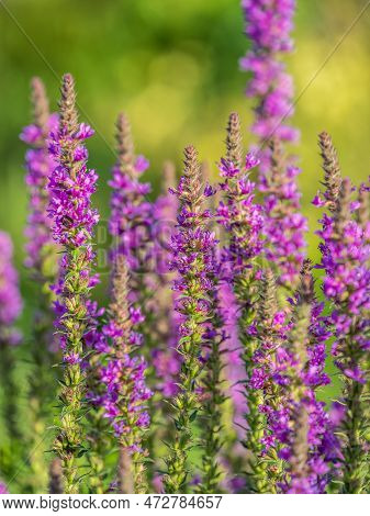 Summer Flowering Purple Loosestrife, Lythrum Tomentosum On A Green Blured Background.