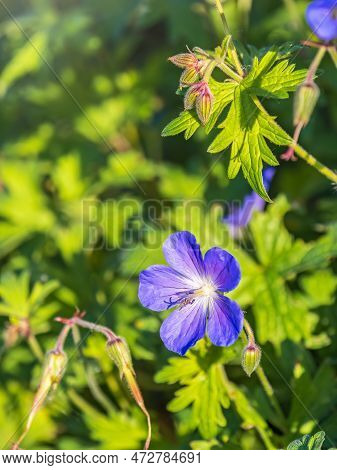 Blue And Purple Flowers Of Geranium Wallichianum. Summer Or Spring Flower Background.