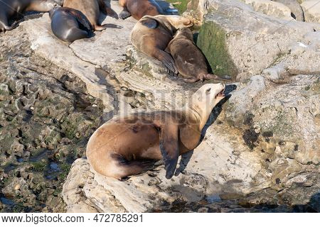 Photo Of Sealion Relax In Wildlife Fauna. Sealion In Wildlife At Rock. Sealion In Wildlife At Rock.