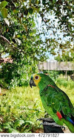 Amazona Aestiva, Commonly Known As True Parrot. Found In South America. Beautiful Birds That Imitate