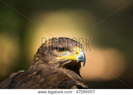 Steppe eagle - close-up portret van deze majestueuze bird of prey