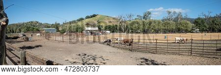 Solvang, Usa - April 21, 2019:cows Grazing At The Meadow Of A Farm Near 5he Alisal Ranch Rodeo Field