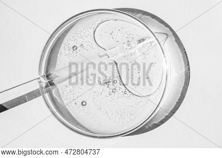 Petri Dish. Petri\'s Cup With Liquid. Chemical Elements, Oil, Cosmetics. Gel, Water, Molecules, Viru