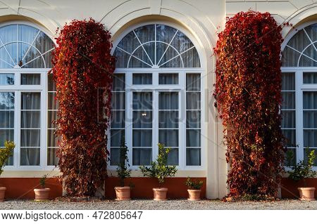 Large Arched Windows Framed With Wild Grapes In Brukenthal Palace In Avrig, Romania