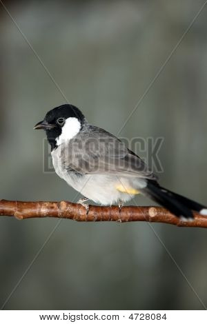 Bulbul guance bianche