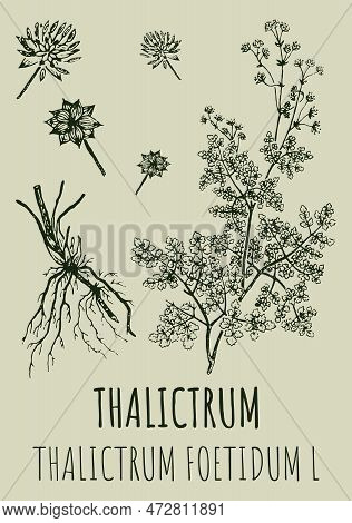 Drawings Of Thalictrum. Hand Drawn Illustration. Latin Name Thalictrum Foetidum L.