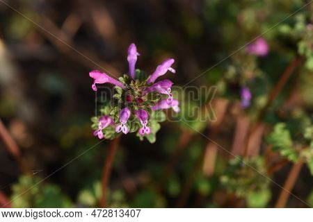 The Henbit Flowers. Lamiaceae Biennial Weed. Grows On Roadsides And Along The Banks Of Fields, And B