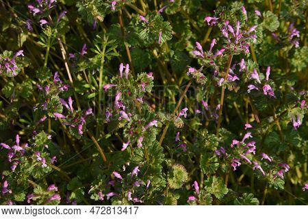 The Henbit Flowers. Lamiaceae Biennial Weed. Grows On Roadsides And Along The Banks Of Fields, And B