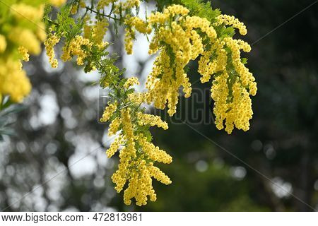 Cootamundra Wattle ( Acacia Baileyana ) Flowers. Fabaceae Evergreen Tree Native To Australia. Yellow