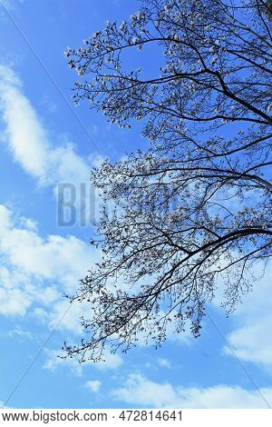 Kobus Magnolia Blossoms. Magnoliaceae Deciduous Tree. White Flowers Bloom In Early Spring Ahead Of O