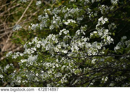 Japanese Sand Pear ( Pyrus Pyrifolia ) Flowers. Beautiful White Flowers Bloom From April To May, And