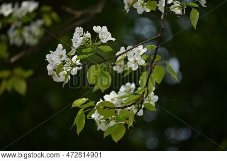 Japanese Sand Pear ( Pyrus Pyrifolia ) Flowers. Beautiful White Flowers Bloom From April To May, And