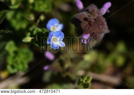 Persian Speedwell ( Veronica Persica ) Flowers.plantaginaceae Biennial Weeds. It Grows Along Roadsid