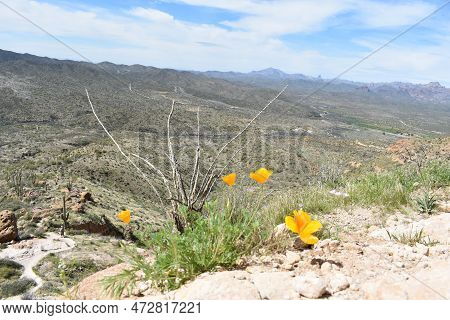 Spring In The Superstition Mountains, Wildflowers On Picketpost Trail
