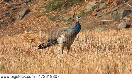 Rajkot,gujara,india. March-02-2023. Indian Peafowl (peahen) Searching For Wheat Seeds In The Harvest