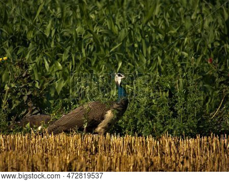 Rajkot,gujara,india. March-02-2023. Indian Peafowl (peahen) Is Hungry So Much And Testing Plant Leav